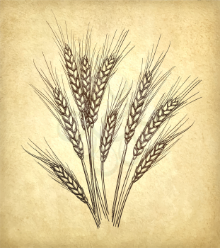 Hand drawn vector illustration of wheat on old paper background. Retro style.