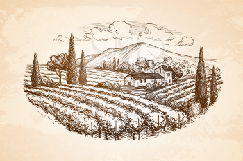 Hand drawn vineyard landscape on old paper background. Vintage style vector illustration.