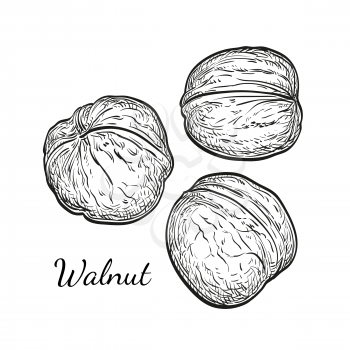 Three walnuts. Ink sketch. Hand drawn vector illustration of nuts isolated on white background. Vintage style.