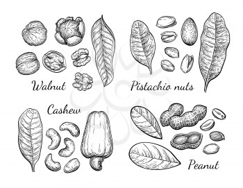 Nuts set. Ink sketch. Hand drawn vector illustration. Isolated on white background. Retro style.