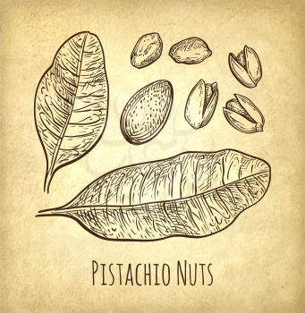 Pistachio nuts set. Ink sketch. Hand drawn vector illustration. Old paper background. Retro style.