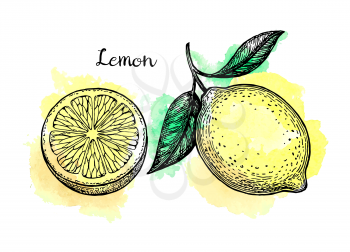 Lemon set. Watercolor background. Hand drawn vector illustration. Retro style