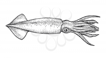 Squid ink sketch. Isolated on white background. Hand drawn vector illustration. Retro style.