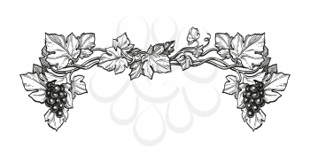 Hand drawn vector illustration of grapes. Vine sketch isolated on white background. Vintage style.