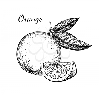 Orange set. Isolated on white background. Hand drawn vector illustration. Retro style ink sketch .