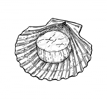 Scallops ink sketch. Isolated on white background. Hand drawn vector illustration. Retro style.