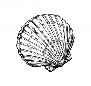 Scallops ink sketch. Isolated on white background. Hand drawn vector illustration. Retro style.