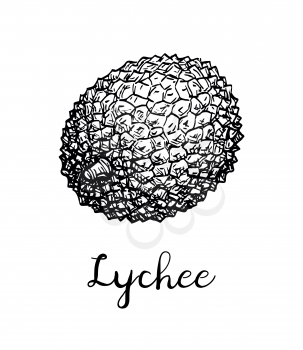 Ink sketch of lychee fruit. Isolated on white background. Hand drawn vector illustration. Retro style.