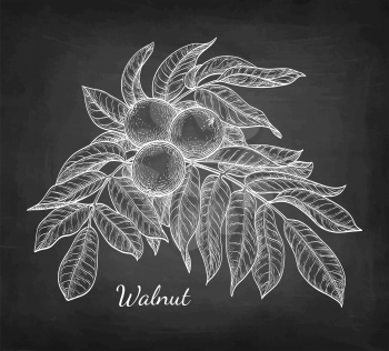 Chalk sketch of walnut branch on blackboard background. Hand drawn vector illustration. Retro style.