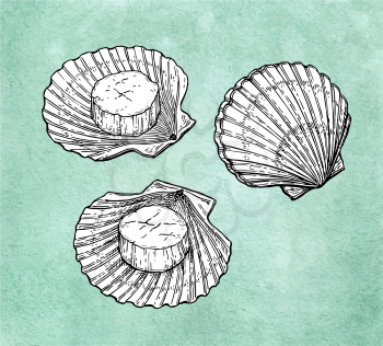 Scallops set. Seafood ink sketch on old paper background. . Hand drawn vector illustration. Retro style.