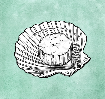 Scallop ink sketch on old paper background. Hand drawn vector illustration. Retro style.