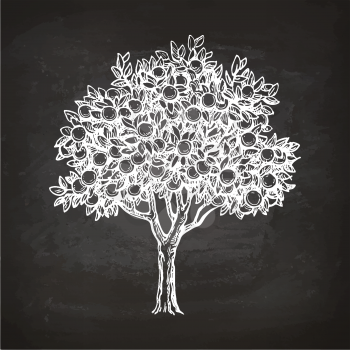 Orange tree. Chalk sketch on blackboard background. Hand drawn vector illustration. Retro style.