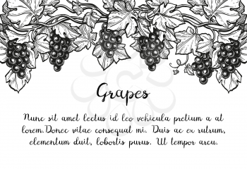 Banner template. Hand drawn vector illustration of grapes. Vine sketch.