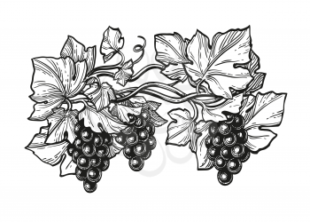 Hand drawn vector illustration of grapes. Ink sketch isolated on white background. Retro style.