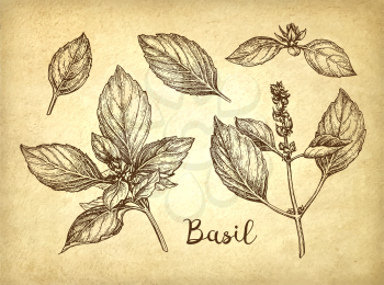 Basil set. Ink sketch on old paper background. Hand drawn vector illustration. Retro style.