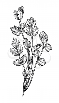 Coriander, also known as cilantro or Chinese parsley. Ink sketch isolated on white background. Hand drawn vector illustration. Retro style.