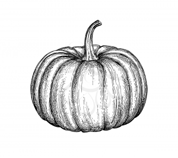 Ink sketch of pumpkin isolated on white background. Hand drawn vector illustration. Retro style.