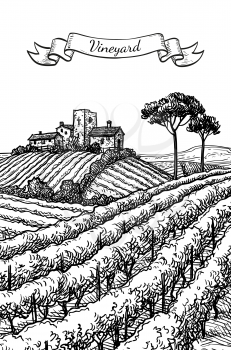 Hand drawn vineyard landscape. Ink sketch. Vintage style vector illustration.