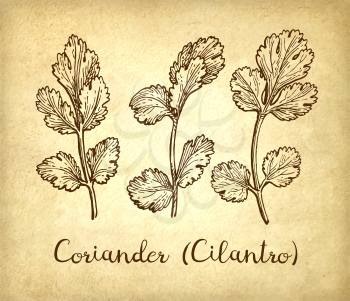 Coriander, cilantro or Chinese parsley. Ink sketch set on old paper background. Hand drawn vector illustration. Retro style.