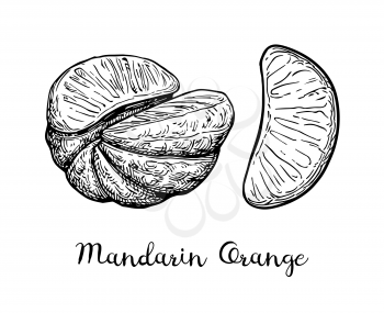 Ink sketch of mandarin orange without peel. Isolated on white background. Hand drawn vector illustration. Retro style.