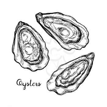 Oysters ink sketch. Isolated on white background. Hand drawn vector illustration. Retro style.