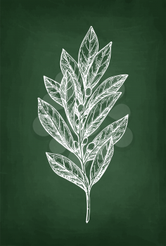 Bay laurel branch. Chalk sketch on blackboard background. Hand drawn vector illustration. Retro style.