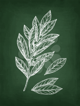 Bay laurel branch and leaves. Chalk sketch on blackboard background. Hand drawn vector illustration. Retro style.