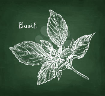 Chalk sketch of basil on blackboard background. Hand drawn vector illustration. Retro style.