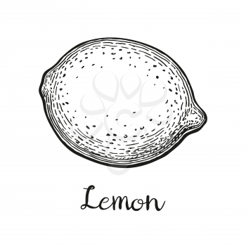 Lemon. Isolated on white background. Hand drawn vector illustration. Retro style.