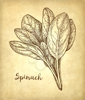 Ink sketch of spinach on old paper background. Hand drawn vector illustration. Retro style.