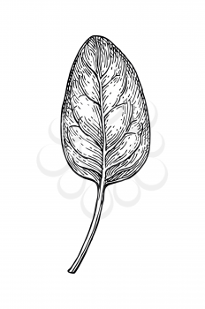 Ink sketch of spinach. Isolated on white background. Hand drawn vector illustration. Retro style.