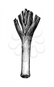 Leek. Ink sketch isolated on white background. Hand drawn vector illustration. Retro style.