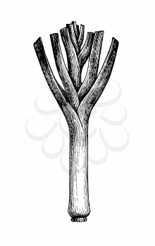 Leek. Ink sketch isolated on white background. Hand drawn vector illustration. Retro style.