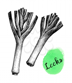 Leeks. Ink sketch isolated on white background. Hand drawn vector illustration. Retro style.