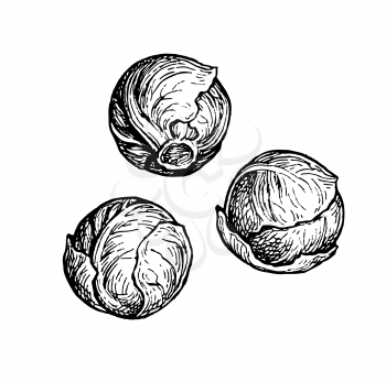 Brussels sprout. Ink sketch isolated on white background. Hand drawn vector illustration. Retro style.