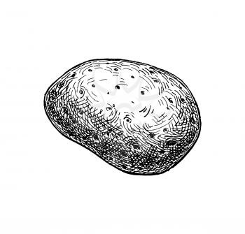 Ink sketch of potato. Isolated on white background. Hand drawn vector illustration. Retro style.