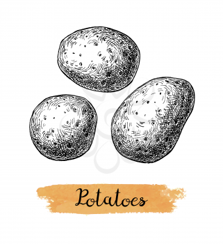 Ink sketch of potatoes. Isolated on white background. Hand drawn vector illustration. Retro style.