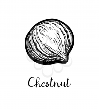 Chestnut peeled. Ink sketch isolated on white background. Hand drawn vector illustration. Retro style.