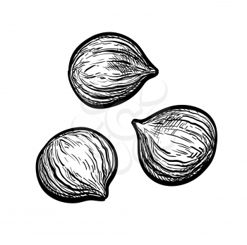 Chestnuts peeled. Ink sketch isolated on white background. Hand drawn vector illustration. Retro style.