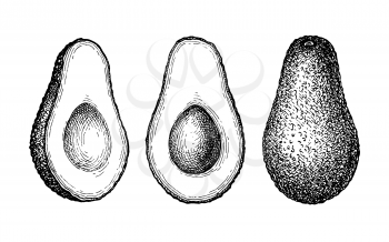 Ink sketch of avocado isolated on white background. Hand drawn vector illustration. Retro style.