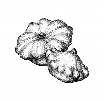 Ink sketch of pattypan squash isolated on white background. Hand drawn vector illustration. Retro style.