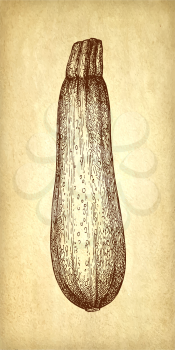Zucchini. Ink sketch on old paper background. Hand drawn vector illustration. Retro style. 