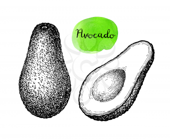 Ink sketch of avocado isolated on white background. Hand drawn vector illustration. Retro style. 