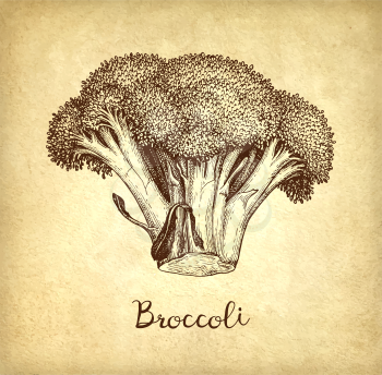 Ink sketch of broccoli on old paper background. Hand drawn vector illustration. Retro style.