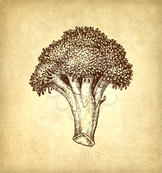 Ink sketch of broccoli on old paper background. Hand drawn vector illustration. Retro style.
