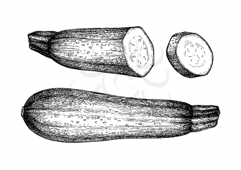 Zucchini. Ink sketch isolated on white background. Hand drawn vector illustration. Retro style. 