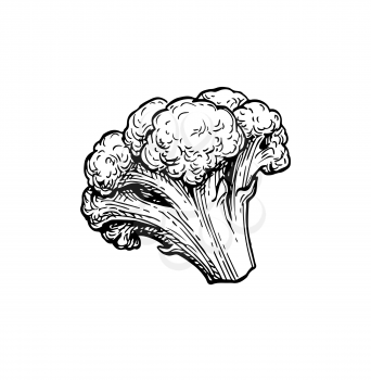 Cauliflower. Ink sketch isolated on white background. Hand drawn vector illustration. Retro style.