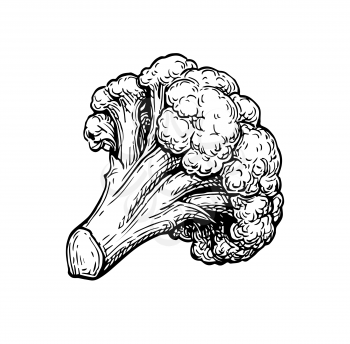 Cauliflower. Ink sketch isolated on white background. Hand drawn vector illustration. Retro style.