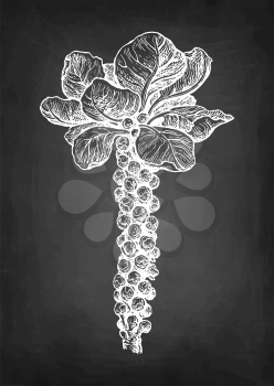 Brussels sprout. Chalk sketch on blackboard background. Hand drawn vector illustration. Retro style.
