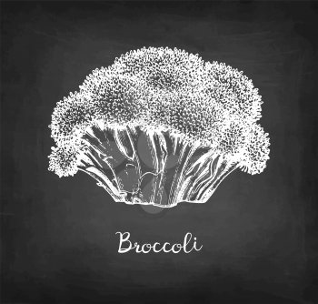 Chalk sketch of broccoli on blackboard background. Hand drawn vector illustration. Retro style